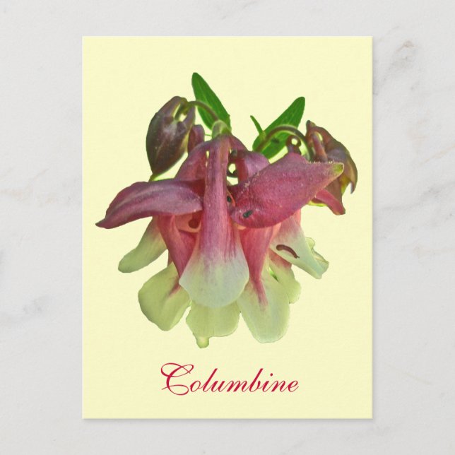 Carte postale Columbine cultivée (Devant)