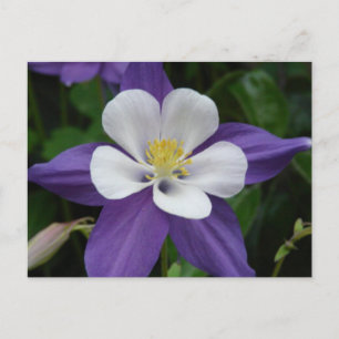 Carte postale Columbine Purple et White Flower