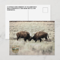 Combat de bisons de Yellowstone sépia