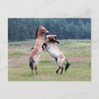 Combattre les chevaux sauvages