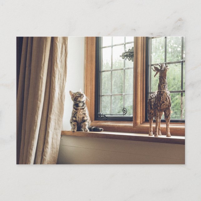 Carte Postale Combien coûte ce Kitty dans la fenêtre ? (Devant)