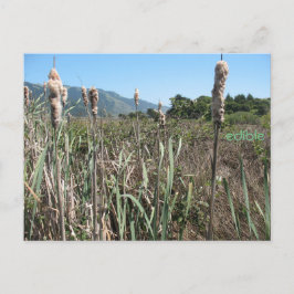 carte postale comestible