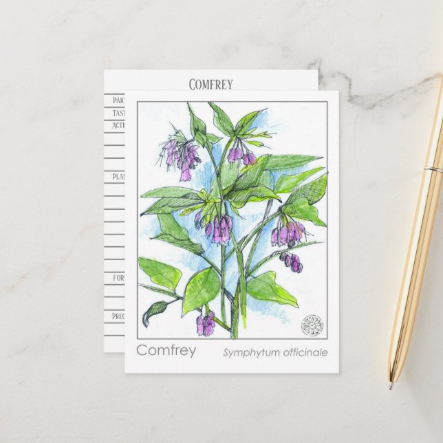 Carte Postale Comfrey Materia Medica Herbal Study Plante Card (Devant/Arrière en situation)