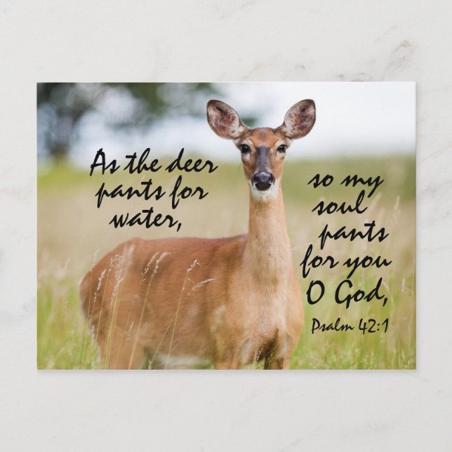 Carte Postale Comme le pantalon de cerf pour l'eau, Bible Psaume (Devant)