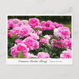 Carte Postale Common Garden Peony