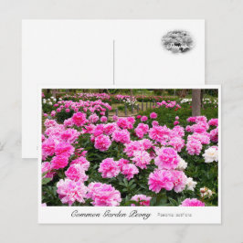 Carte Postale Common Garden Peony