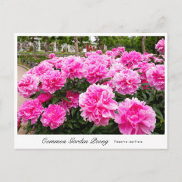 Carte Postale Common Garden Peony