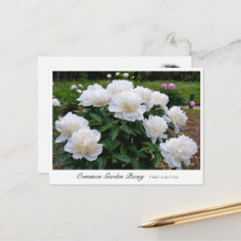 Carte Postale Common Garden Peony