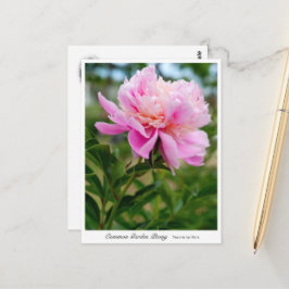 Carte Postale Common Garden Peony