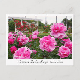 Carte Postale Common Garden Peony