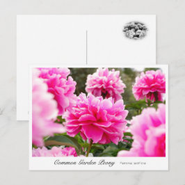Carte Postale Common Garden Peony