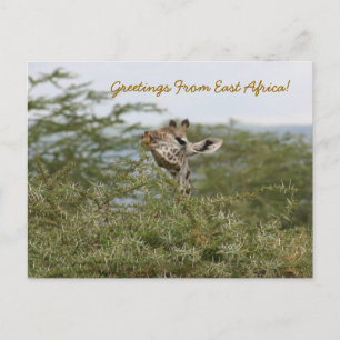 Carte Postale Compris ! -Carte postale