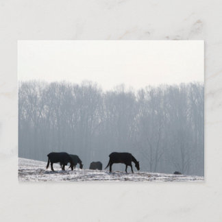 Carte Postale Comté de Chester, Pa