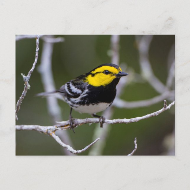 Carte Postale Comté de Kinney, Texas. Golden cheeked warbler (Devant)