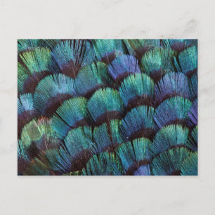 Carte Postale Conception bleu-vert de plume de faisan