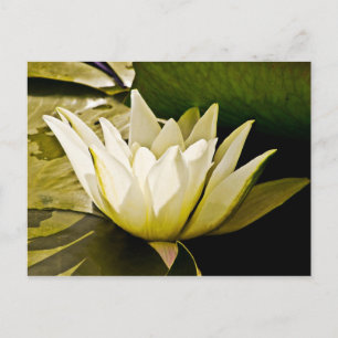 Carte Postale Conception botanique florale de nénuphar tropical