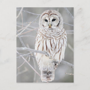Carte Postale Conception de hibou neigeux blanc magnifique