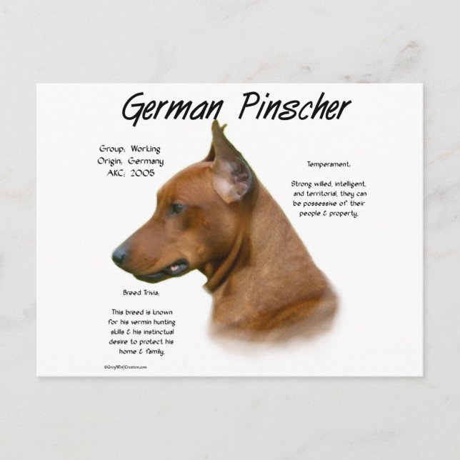 Carte Postale Conception de l'histoire allemande Pinscher (Devant)