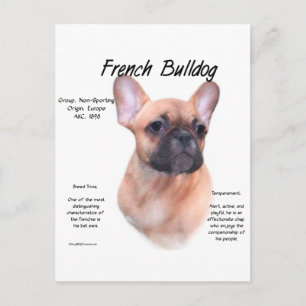 Carte Postale Conception de l'histoire des Bulldog français