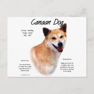 Carte Postale Conception de l'histoire des chiens canadiens