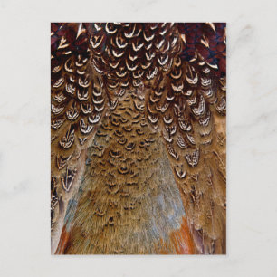 Carte Postale Conception de plume de faisan marron