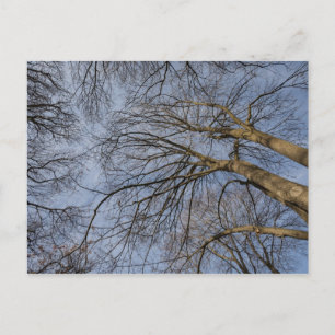Carte Postale Conception de tronc d'arbre/motif. Pioineer Park,