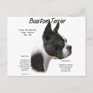 Carte Postale Conception historique de Boston Terrier