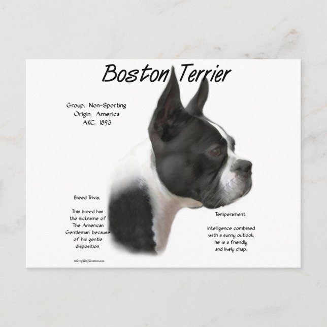 Carte Postale Conception historique de Boston Terrier (Devant)