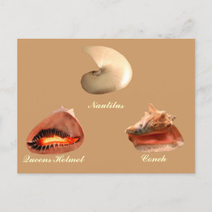 Carte Postale Conch, Nautilus, Casque Queens