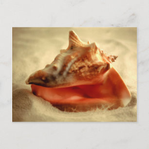 Carte Postale Conche