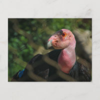 condor