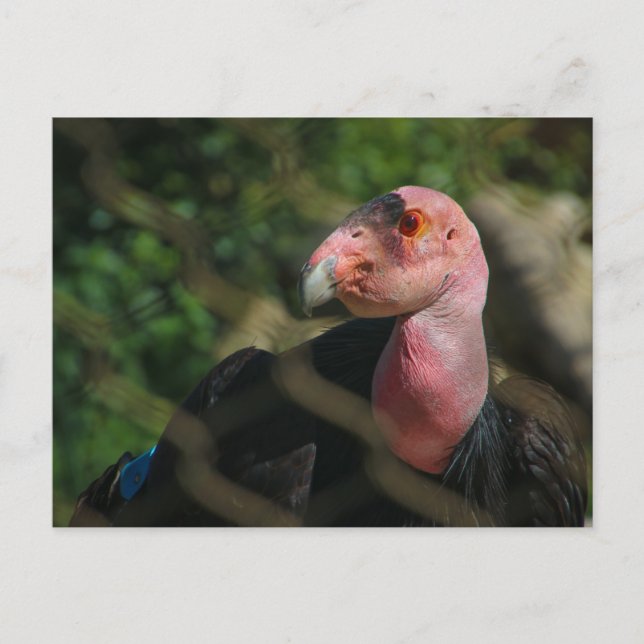 Carte Postale condor (Devant)