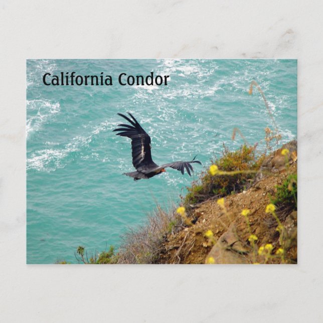 Carte postale Condor Californie (Devant)