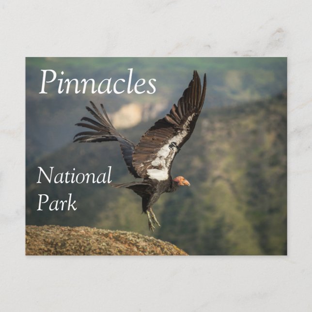 Carte Postale Condor in Flight, Parc national Pinnacles, CA (Devant)