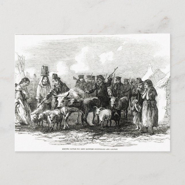 Carte Postale Conduite de bétail à louer (Devant)