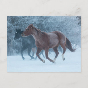Carte Postale Conduite de chevaux