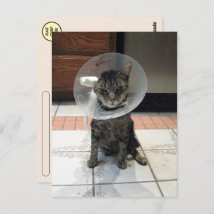 Carte postale Cone de la honte - Cat Get Well