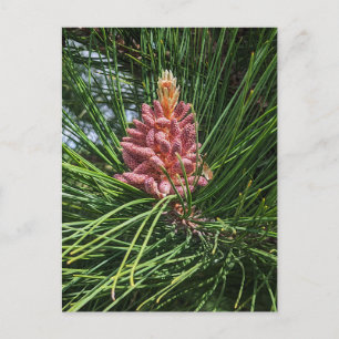 Carte Postale Cône de pollen de pin rouge (Pinus resinosa)