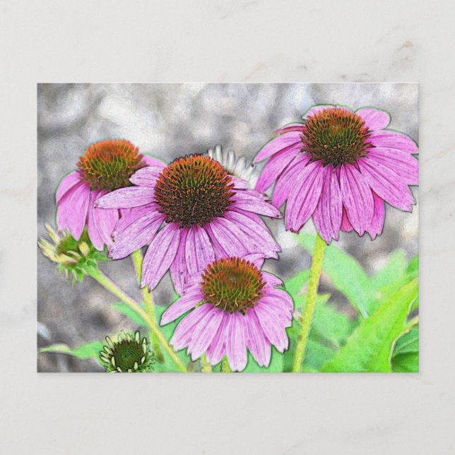 Carte Postale Coneflower (Devant)