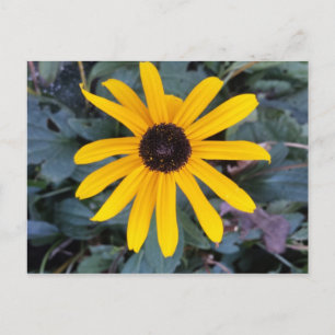 Carte Postale Coneflower 1 - educedbrainfart