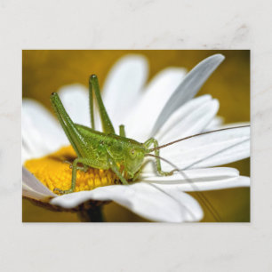 Carte Postale Conehead cricket on daisy