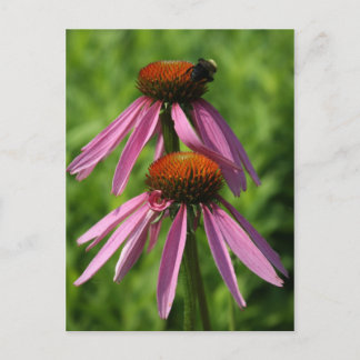 Carte Postale Confleur et abeille