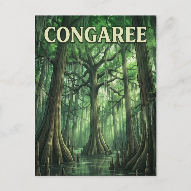 Carte Postale Congaree Forest (Devant)