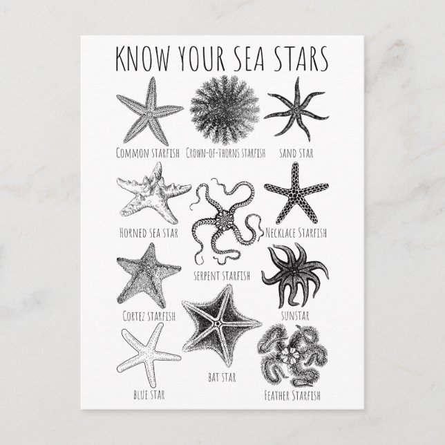Carte Postale Connaissez vos étoiles de mer - Groupes Starfish (Devant)