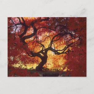 Carte Postale Connecticut : Darien, érable japonais Acer