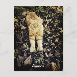 Carte postale Connecticut Kitty