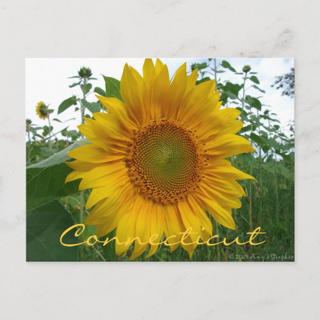 Carte postale Connecticut Sunflower (Devant)