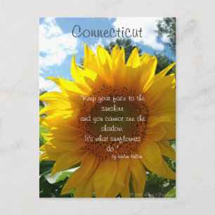 Carte postale Connecticut Sunflower