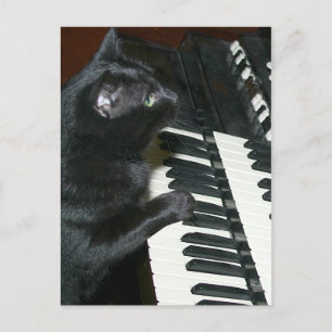 Carte Postale considérant d'organe de chat