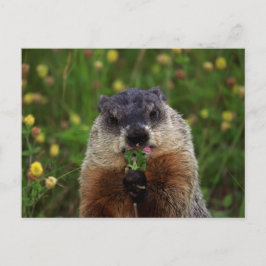 Carte Postale Consommation de marmotte de printemps